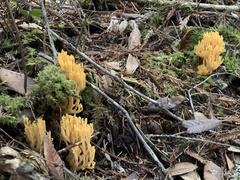 Ramaria sandaracina