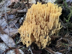 Ramaria sandaracina