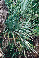 Pandanus