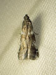 Acrobasis vaccinii