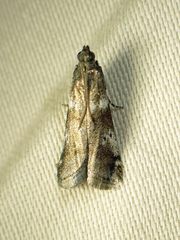 Acrobasis vaccinii