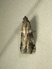 Acrobasis vaccinii