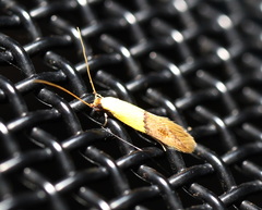 Opogona protodoxa