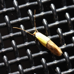 Opogona protodoxa