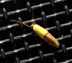 Opogona protodoxa
