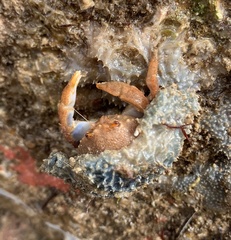 Austrodromidia octodentata