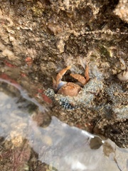 Austrodromidia octodentata