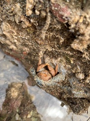 Austrodromidia octodentata