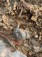 Austrodromidia octodentata