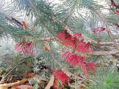 Melaleuca hirsuta