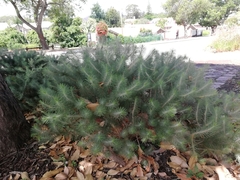 Melaleuca hirsuta