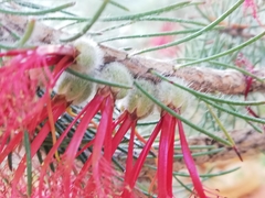 Melaleuca hirsuta