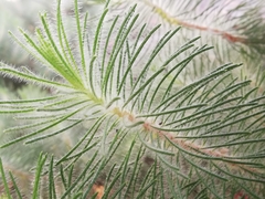 Melaleuca hirsuta
