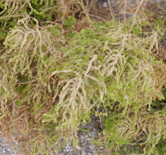 Magnoliopsida