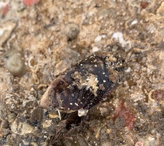Brachidontes