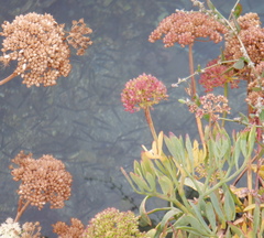 Crithmum maritimum