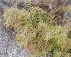 Magnoliopsida