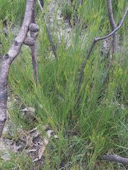 Allocasuarina nana