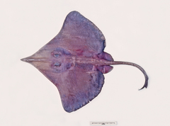 Dipturus acrobelus