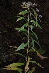 Doellingeria sericocarpoides