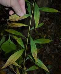 Doellingeria sericocarpoides