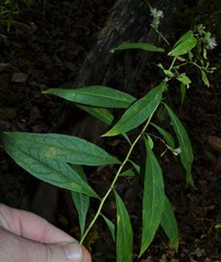 Doellingeria sericocarpoides