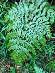 Histiopteris