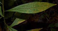 Doellingeria sericocarpoides