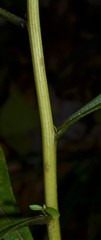 Doellingeria sericocarpoides