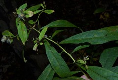 Doellingeria sericocarpoides