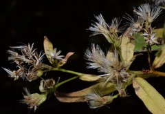 Doellingeria sericocarpoides