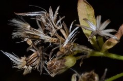 Doellingeria sericocarpoides