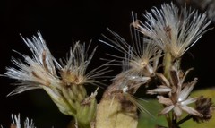 Doellingeria sericocarpoides