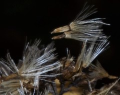 Doellingeria sericocarpoides