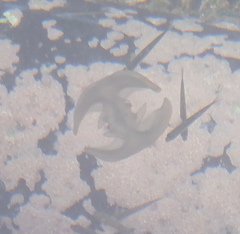 Ctenophora