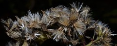 Doellingeria sericocarpoides