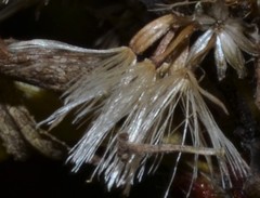 Doellingeria sericocarpoides