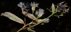 Doellingeria sericocarpoides