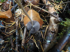 Psathyrella gracilis
