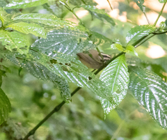 Basileuterus melanotis