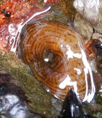 Actinia cari