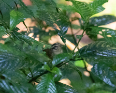 Basileuterus melanotis