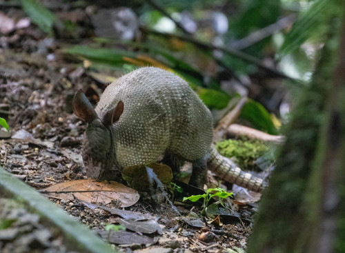 West Andean Long-nosed Armadillo, Puntarenas, Puntarenas, Costa Rica, photo 10 of 10