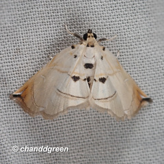 Trichophysetis hampsoni