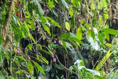 Drymonia conchocalyx