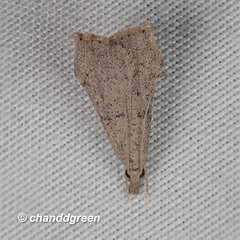 Ptychopseustis plumbeolinealis