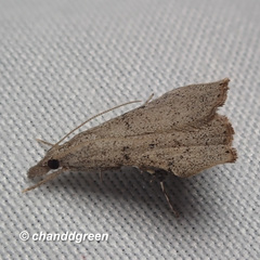 Ptychopseustis plumbeolinealis