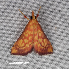Pyrausta ignealis