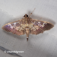 Uresiphita quinquigera