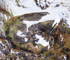 Ctenophora